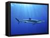 Blue Shark (Prionace Glauca) in the Azores, Portugal, Atlantic, Europe-Mark Harding-Framed Stretched Canvas