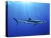 Blue Shark (Prionace Glauca) in the Azores, Portugal, Atlantic, Europe-Mark Harding-Stretched Canvas