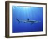 Blue Shark (Prionace Glauca) in the Azores, Portugal, Atlantic, Europe-Mark Harding-Framed Photographic Print