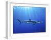 Blue Shark (Prionace Glauca) in the Azores, Portugal, Atlantic, Europe-Mark Harding-Framed Photographic Print