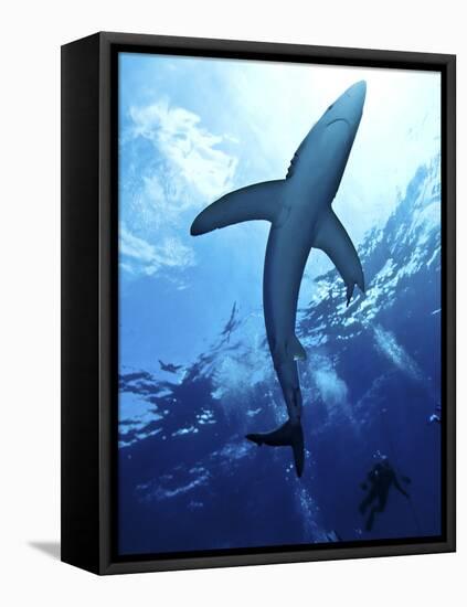 Blue Shark (Prionace Glauca) in the Azores, Portugal, Atlantic, Europe-Mark Harding-Framed Stretched Canvas