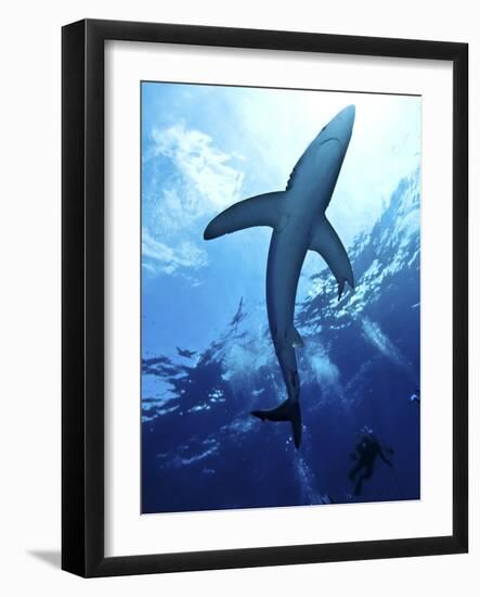 Blue Shark (Prionace Glauca) in the Azores, Portugal, Atlantic, Europe-Mark Harding-Framed Photographic Print