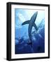 Blue Shark (Prionace Glauca) in the Azores, Portugal, Atlantic, Europe-Mark Harding-Framed Photographic Print