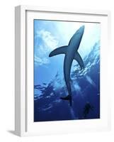 Blue Shark (Prionace Glauca) in the Azores, Portugal, Atlantic, Europe-Mark Harding-Framed Photographic Print