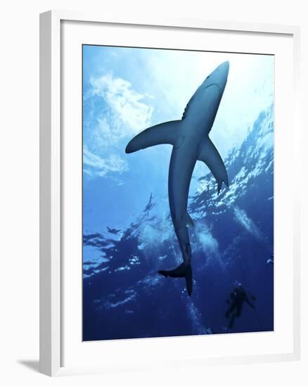 Blue Shark (Prionace Glauca) in the Azores, Portugal, Atlantic, Europe-Mark Harding-Framed Photographic Print