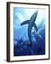 Blue Shark (Prionace Glauca) in the Azores, Portugal, Atlantic, Europe-Mark Harding-Framed Photographic Print