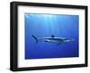 Blue Shark (Prionace Glauca) in the Azores, Portugal, Atlantic, Europe-Mark Harding-Framed Photographic Print