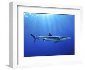 Blue Shark (Prionace Glauca) in the Azores, Portugal, Atlantic, Europe-Mark Harding-Framed Photographic Print