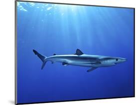 Blue Shark (Prionace Glauca) in the Azores, Portugal, Atlantic, Europe-Mark Harding-Mounted Photographic Print