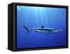 Blue Shark (Prionace Glauca) in the Azores, Portugal, Atlantic, Europe-Mark Harding-Framed Stretched Canvas