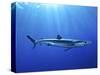 Blue Shark (Prionace Glauca) in the Azores, Portugal, Atlantic, Europe-Mark Harding-Stretched Canvas