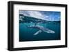 Blue shark (Prionace glauca) off Halifax, Nova Scotia, Canada. July.-Nick Hawkins-Framed Photographic Print