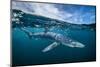 Blue shark (Prionace glauca) off Halifax, Nova Scotia, Canada. July.-Nick Hawkins-Mounted Photographic Print