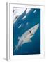 Blue Shark (Prionace Glauca) Swimming Near The Surface Of The English Channel-Alex Mustard-Framed Photographic Print