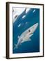 Blue Shark (Prionace Glauca) Swimming Near The Surface Of The English Channel-Alex Mustard-Framed Photographic Print