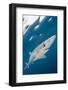 Blue Shark (Prionace Glauca) Swimming Near The Surface Of The English Channel-Alex Mustard-Framed Photographic Print