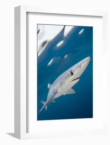 Blue Shark (Prionace Glauca) Swimming Near The Surface Of The English Channel-Alex Mustard-Framed Photographic Print