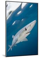 Blue Shark (Prionace Glauca) Swimming Near The Surface Of The English Channel-Alex Mustard-Mounted Photographic Print