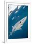 Blue Shark (Prionace Glauca) Swimming Near The Surface Of The English Channel-Alex Mustard-Framed Photographic Print