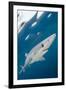 Blue Shark (Prionace Glauca) Swimming Near The Surface Of The English Channel-Alex Mustard-Framed Photographic Print