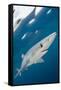 Blue Shark (Prionace Glauca) Swimming Near The Surface Of The English Channel-Alex Mustard-Framed Stretched Canvas