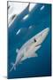 Blue Shark (Prionace Glauca) Swimming Near The Surface Of The English Channel-Alex Mustard-Mounted Photographic Print