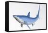 Blue Shark Profile-null-Framed Stretched Canvas