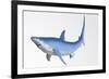 Blue Shark Profile-null-Framed Art Print