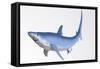 Blue Shark Profile-null-Framed Stretched Canvas