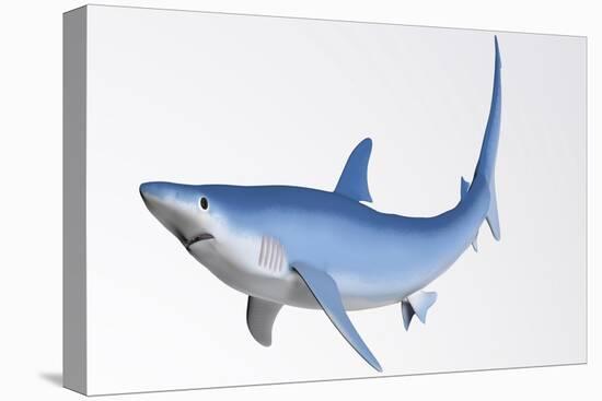 Blue Shark Profile-null-Stretched Canvas