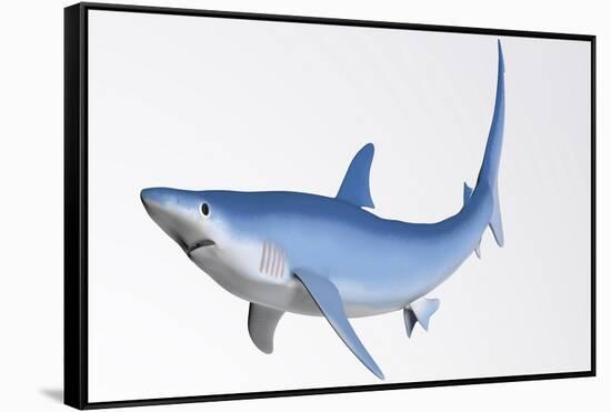Blue Shark Profile-null-Framed Stretched Canvas