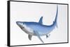 Blue Shark Profile-null-Framed Stretched Canvas