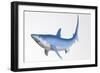 Blue Shark Profile-null-Framed Art Print