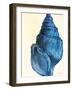 Blue Shell IV-Lanie Loreth-Framed Art Print