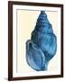 Blue Shell IV-Lanie Loreth-Framed Art Print