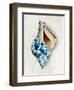 Blue Shell Series II-Aimee Wilson-Framed Art Print