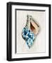 Blue Shell Series II-Aimee Wilson-Framed Art Print