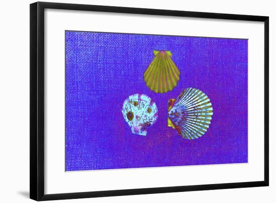 Blue Shells-Tom Kelly-Framed Giclee Print