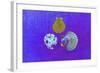 Blue Shells-Tom Kelly-Framed Giclee Print