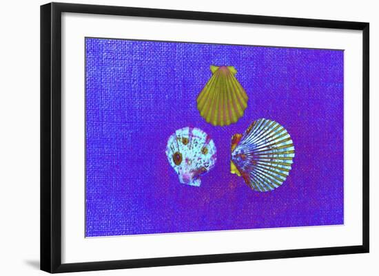 Blue Shells-Tom Kelly-Framed Giclee Print