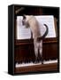 Blue Siamese Standing on Piano 'Reading' Music-null-Framed Stretched Canvas