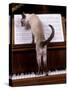 Blue Siamese Standing on Piano 'Reading' Music-null-Stretched Canvas