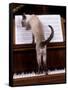 Blue Siamese Standing on Piano 'Reading' Music-null-Framed Stretched Canvas