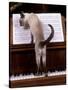 Blue Siamese Standing on Piano 'Reading' Music-null-Stretched Canvas