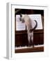 Blue Siamese Standing on Piano 'Reading' Music-null-Framed Photographic Print