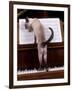 Blue Siamese Standing on Piano 'Reading' Music-null-Framed Photographic Print