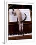 Blue Siamese Standing on Piano 'Reading' Music-null-Framed Photographic Print