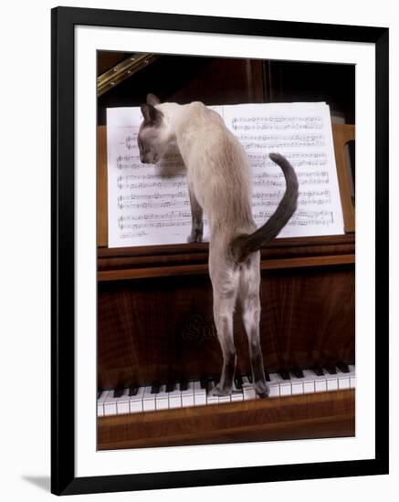 Blue Siamese Standing on Piano 'Reading' Music-null-Framed Photographic Print