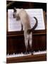 Blue Siamese Standing on Piano 'Reading' Music-null-Mounted Photographic Print