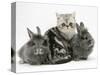 Blue-Silver Exotic Shorthair Kitten with Baby Silver Lionhead Rabbits-Jane Burton-Stretched Canvas